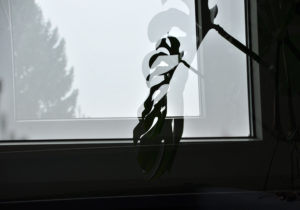 Fotografie von Heike Stommel mit dem Titel "Monstera am Fenster"