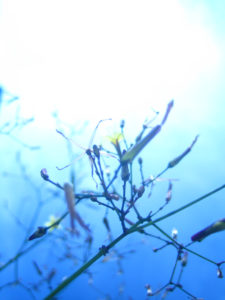 Fotografie von Heike Stommel mit dem Titel "Wildblütenchaos under water"