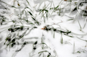 Fotografie von Heike Stommel mit dem Titel "Wintergras"